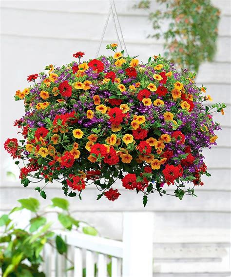 Best plants for hanging baskets Ideas with Images