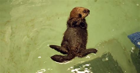 This Baby Otter Swimming is The Cutest Thing You'll See Today | TIME