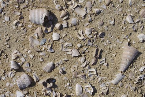 Shell Middens of the Coast of Balochistan | Harappa