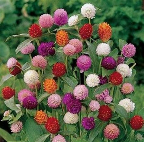 Gomphrena globosa cv - Globe Amaranth QIS Mix Seed x 50 - Ole Lantana's ...