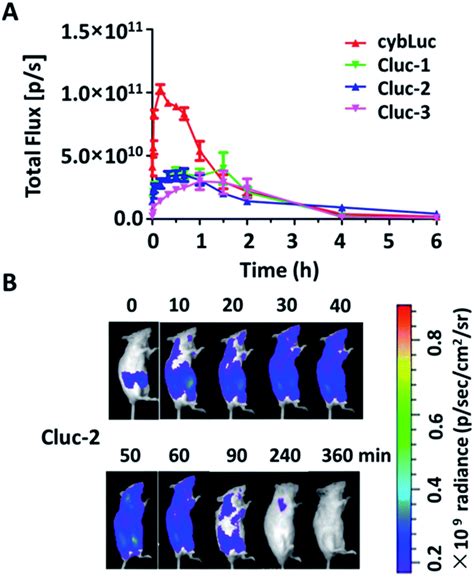 Novel caged luciferin derivatives can prolong bioluminescence imaging ...