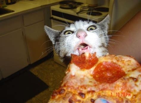 Fat Cats Pizza Near Me - Cats Family