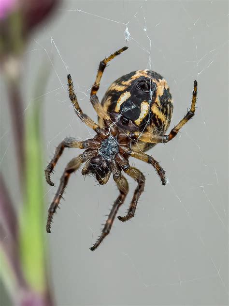 Arachnids (spiders) - Buxton Field Club