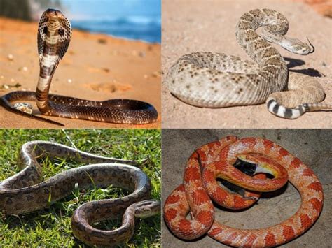 Types of Snakes: 20 Popular Serpent Species with Pics & Names