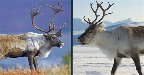 Caribou vs Reindeer Comparison (is there a difference?) - World Deer