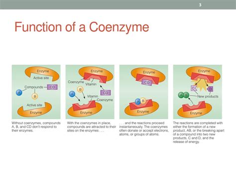 PPT - B-Vitamins PowerPoint Presentation, free download - ID:3814836