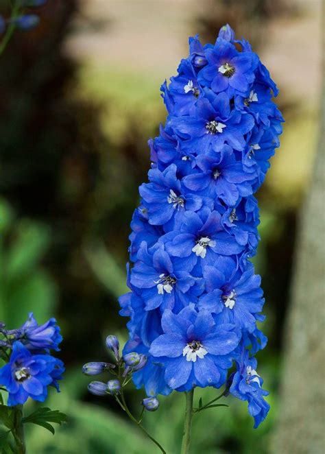 10 toxic flowers you probably have in your yard | Larkspur flower ...