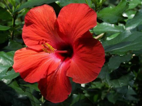 Hibiscus rosa-sinensis - China Rose | World of Flowering Plants