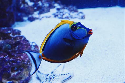 Free Images : underwater, blue, fish, reef, close up, macro photography ...