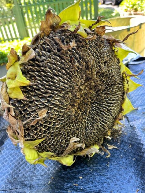 Best Tips for Harvesting Sunflower Seeds - Bricks 'n Blooms with Stacy Ling