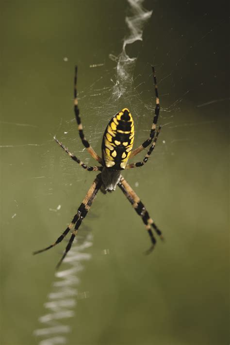 Garden Spider Facts & Control: Get Rid of Garden Spiders