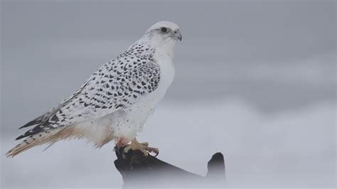 Rare white gyrfalcon spotted in Eel River Bar area - New Brunswick ...