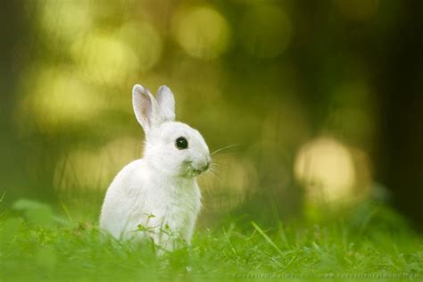 The smiling rabbit | Roeselien Raimond Nature Photography