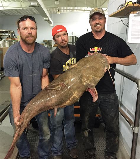 Kansas City fisherman sets new state record with flathead catfish ...