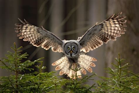 Great Gray Owl Facts | CRITTERFACTS