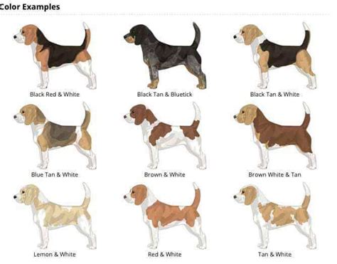 COLORS: Pictures and Info about Beagle Colors