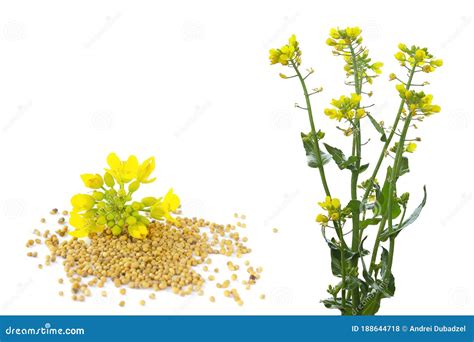 Set of Rapeseed Plants with Yellow Flowers and Seeds. Yellow Mustard ...