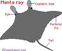 Manta Ray - Enchanted Learning