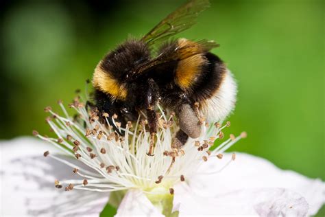 10 bee friendly plants to get your garden buzzing - Thrive