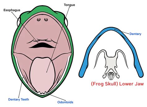 Frog Teeth: Everything You Need To Know - Mr. Amphibian