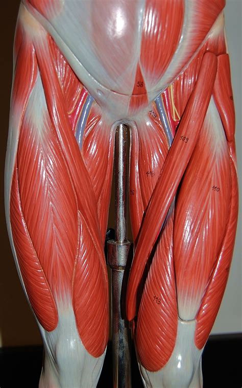 Muscles of the upper legs, anterior view | Flickr - Photo Sharing!