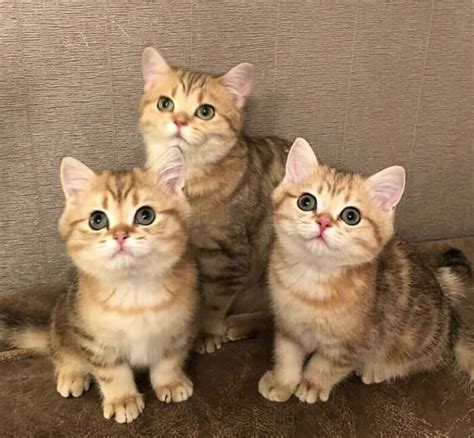 three kittens are sitting next to each other on the floor in front of a ...