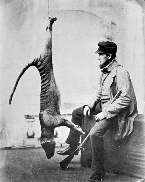 Extinction of thylacine | Australia’s Defining Moments Digital ...