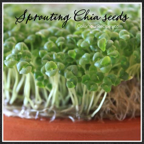 How to Sprout Chia Seeds Method • Color Your Recipes