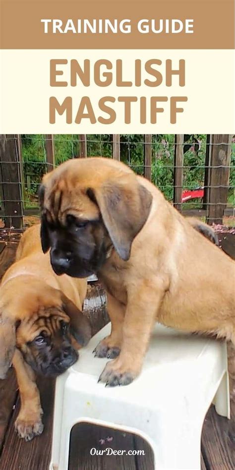 English Mastiff Training Guide | Our Deer | English mastiff, Mastiffs ...