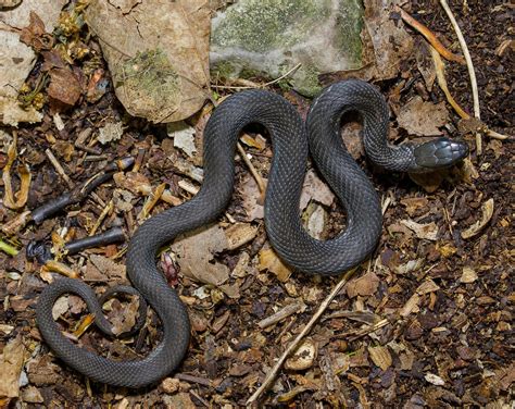 On the Subject of Nature: Melanistic Garter Snake