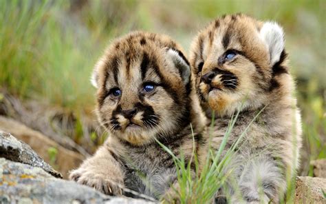 Download wallpaper for 2560x1080 resolution | Adorable Puma Cubs ...