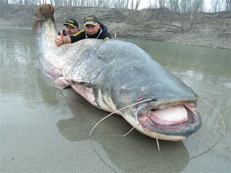 International Fishing News: ITALY: record size 265 lbs wels catfish caught