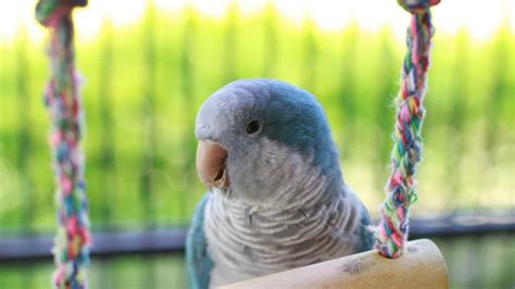 Why a Blue Quaker Parrot Makes Such a Great Pet | World News and Events