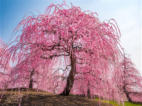 ***Weeping cherry tree in full bloom (Japan) by Ryusuke Komori on 500px ...