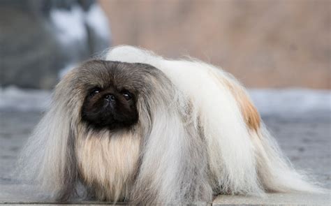 Pekingese - Puppies, Rescue, Pictures, Information, Temperament ...