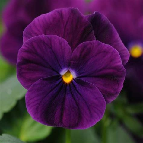 Viola Seeds - 24 Violas - Annual Flower Seeds - S.G.S.