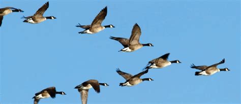 Why do geese fly in a V? Lessons for developing leadership - Training ...