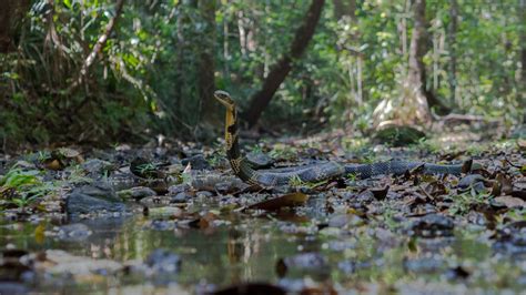 King Cobra Habitat Map