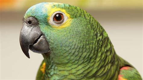 Parrot warns Brazilian drug dealers of police raid | The Courier Mail