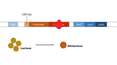 Lac Operon Animation - YouTube