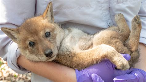 Track Extremely Cute Coyote Pups in the Cook County Forest Preserves ...