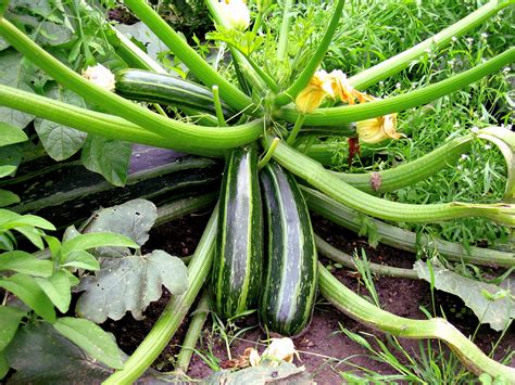 How to grow Zucchini in containers | Growing Zucchini plant