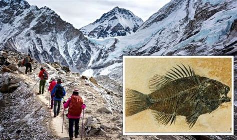 Bible discovery: 'Marine fossils' found atop Mount Everest 'could be ...