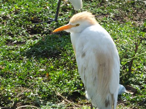 Cattle Egret | SIMILAR BUT DIFFERENT IN THE ANIMAL KINGDOM