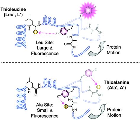 Thioamide - Alchetron, The Free Social Encyclopedia