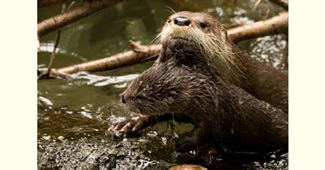 Baby otter gets in the swim (with help from mom)