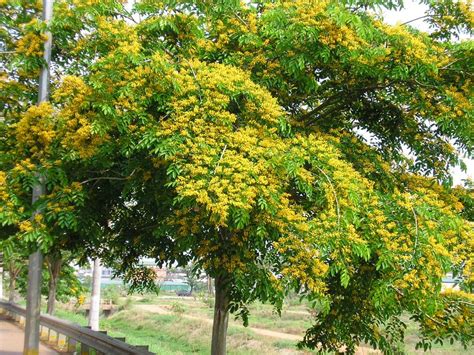 Pterocarpus macrocarpus | Pha Tad Ke Botanical Garden