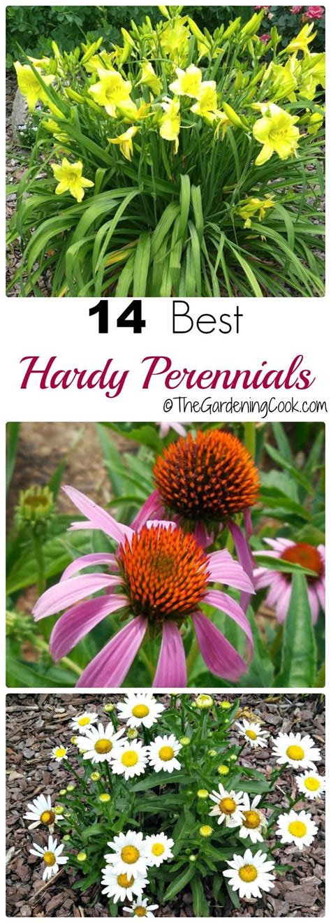 10 Hardy Perennials for Pots