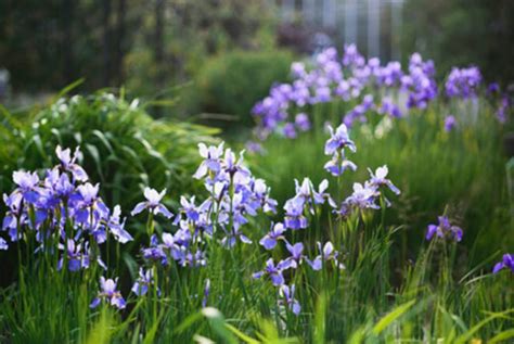 The very suitable companion plants for the Siberian Iris - Dig It Right ...