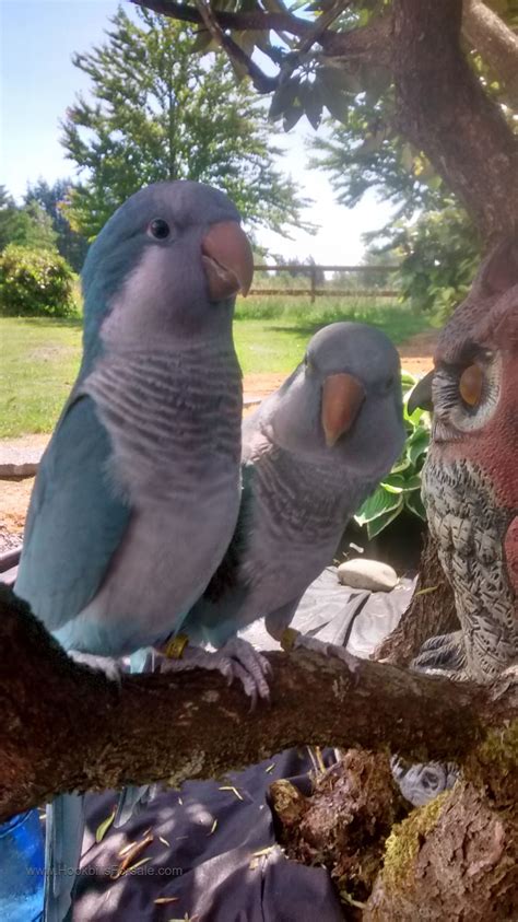 Blue Quaker Parrots for Sale